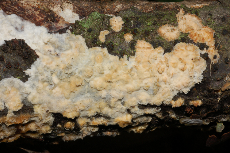 Aphyll.dalle colline di Mondeggi (Radulomyces molaris)